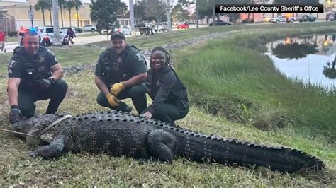 LCSO deputies capture giant alligator outside Florida mall